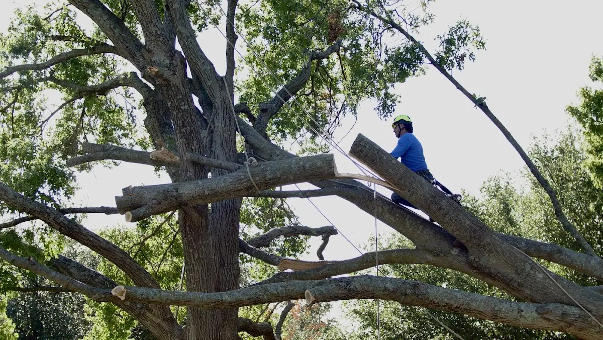Professional Hazardous Tree Removal performed by certified arborists in Blakesburg