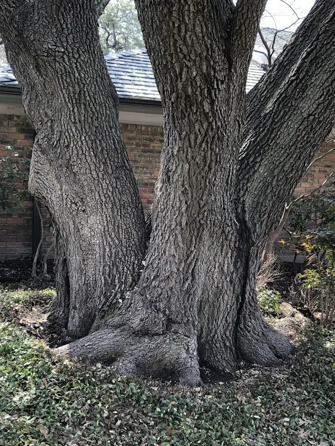 Mature heritage tree close to a Blakesburg property cared for by certified arborists
